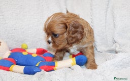 Cavalier King Charles Spaniel dogs for sale: Beautiful Cavalier king charles spaniel puppies - Image 17