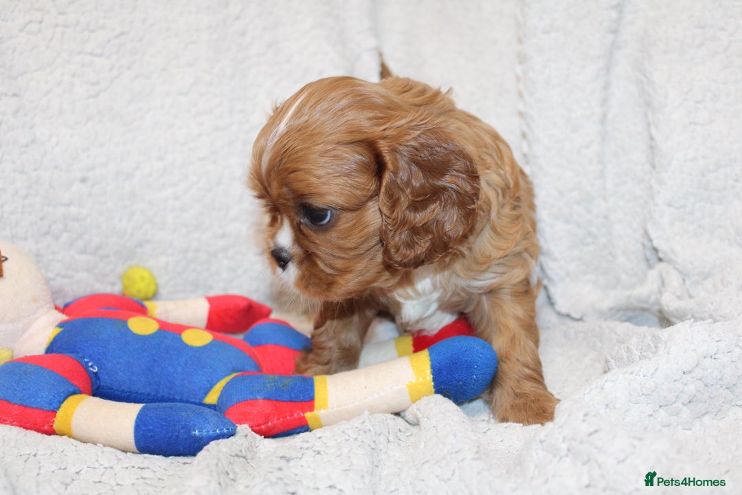 Cavalier King Charles Spaniel dogs for sale: Beautiful Cavalier king charles spaniel puppies - Image 17