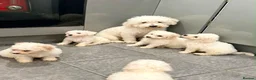 Bichon Frise dogs for sale: Pedigree Bichon Frise puppies  in Birmingham - Advert 1