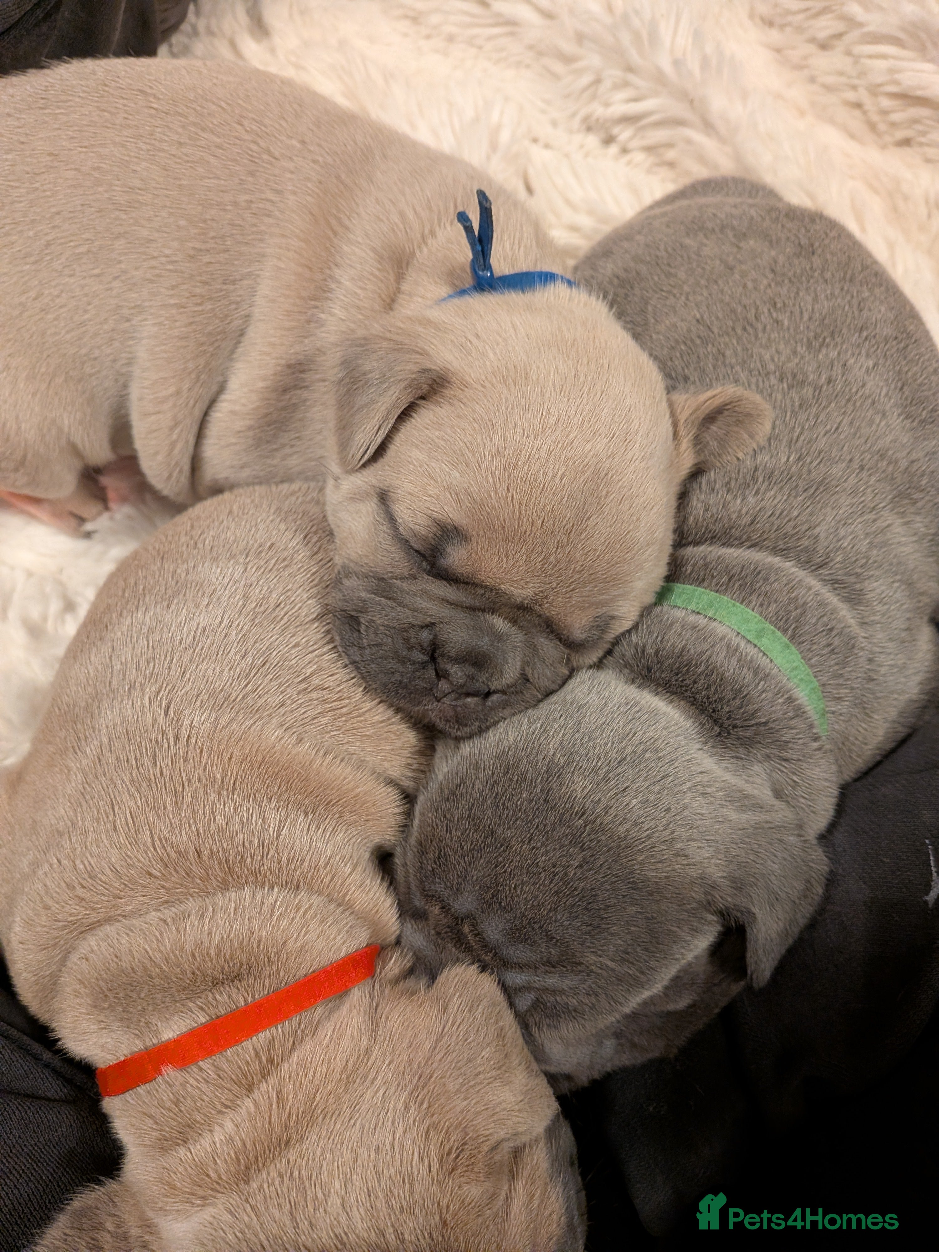 French Bulldog dogs Chunky Frenchie puppies - Advert 10