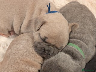 French Bulldog dogs Chunky Frenchie puppies - Advert 1