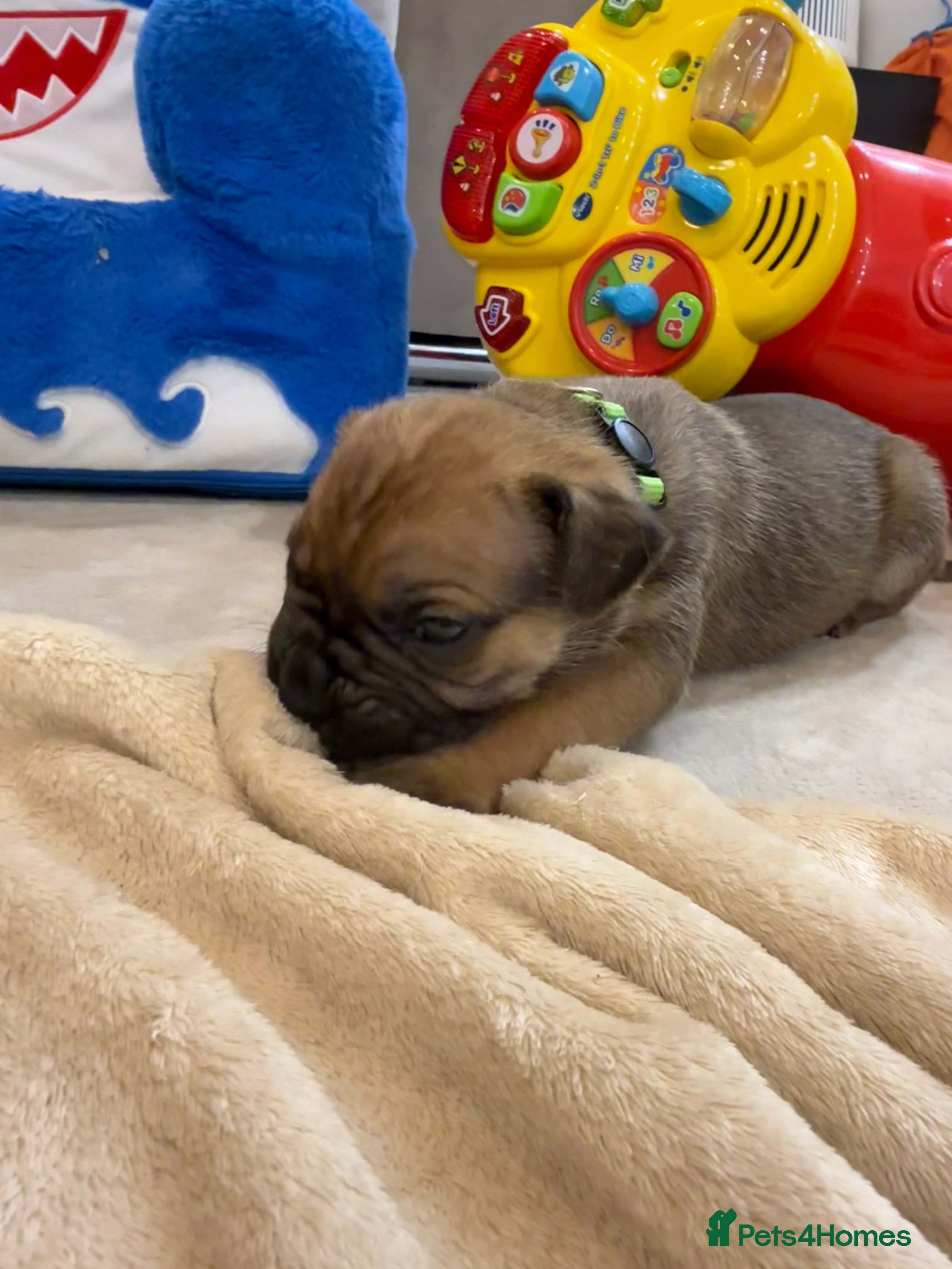 Cane Corso dogs ICF/ICCF Champion 6th GENERATION Cane Corso pups - Advert 11