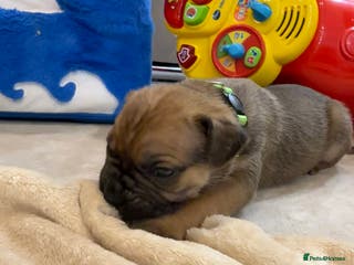 Cane Corso dogs ICF/ICCF Champion 6th GENERATION Cane Corso pups - Advert 11