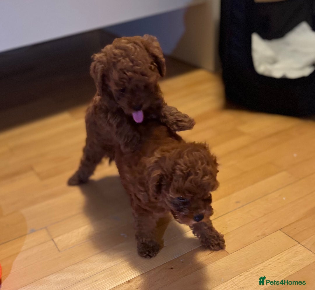 Toy Poodle dogs for sale: Poodle Toy Puppy calm, gentle, with full doc. - Image 10