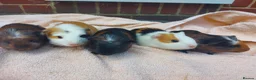 Guinea Pig rodents for sale: Beautiful baby Guinea PIgs - Advert 4