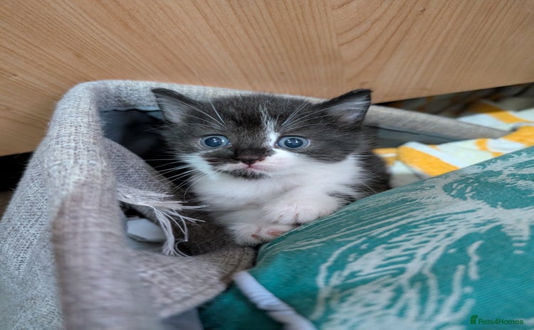 Mixed Breed cats - Advert 7