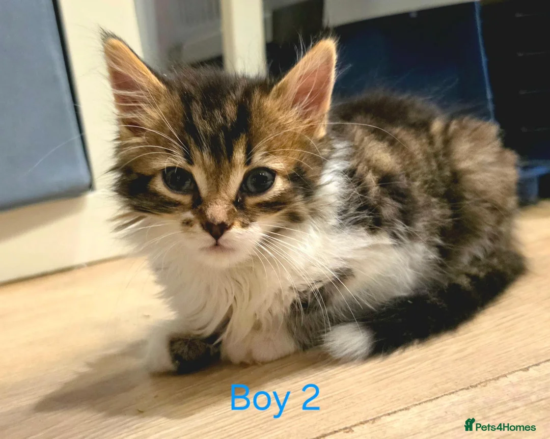Mixed Breed cats for sale: ​🐾 6 Beautiful Kittens ready to go 💙🩷 - Advert 39