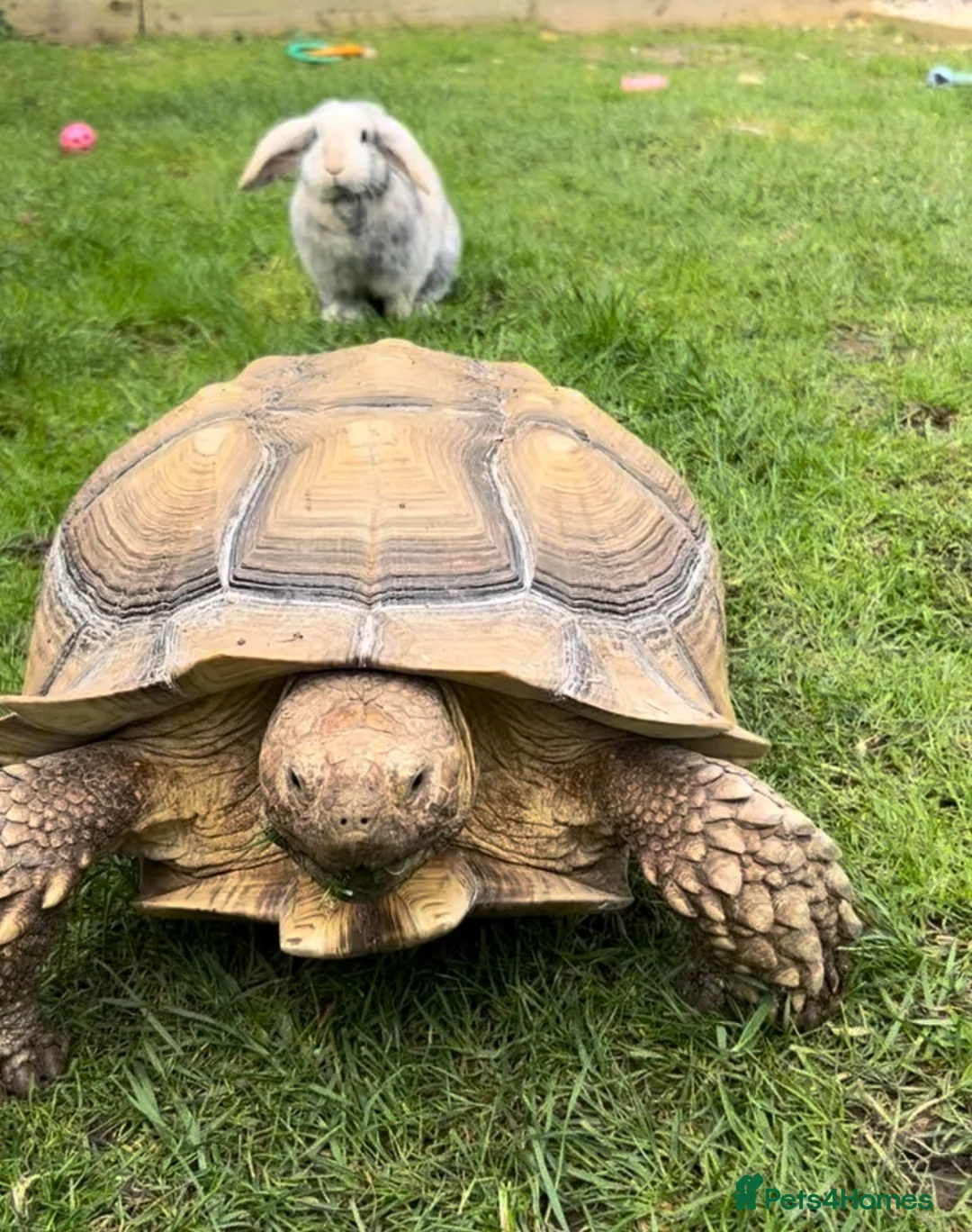 Tortoise reptiles for sale: African spur thigh sulcata tortoise  - Advert 2