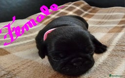 Pug dogs for sale: For sale - Image 13