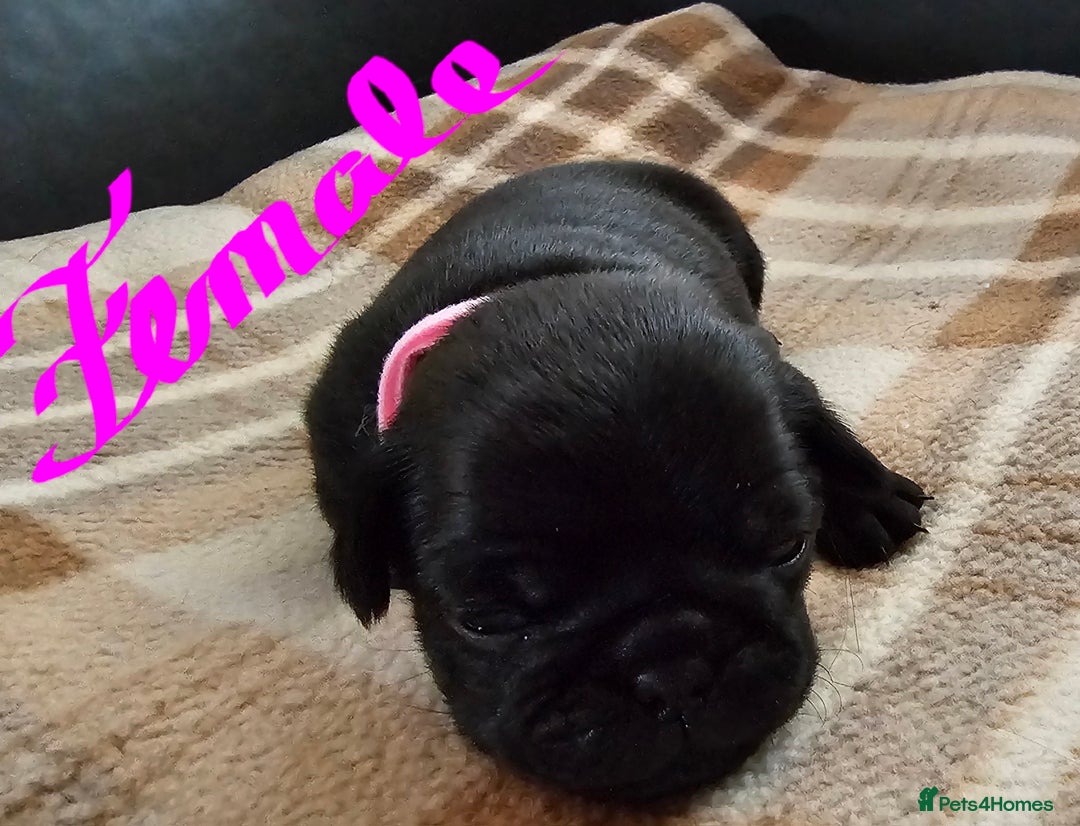 Pug dogs for sale: For sale - Image 13