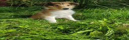 Rough Collie dogs for sale: Rough Collie in Houghton le Spring - Advert 8