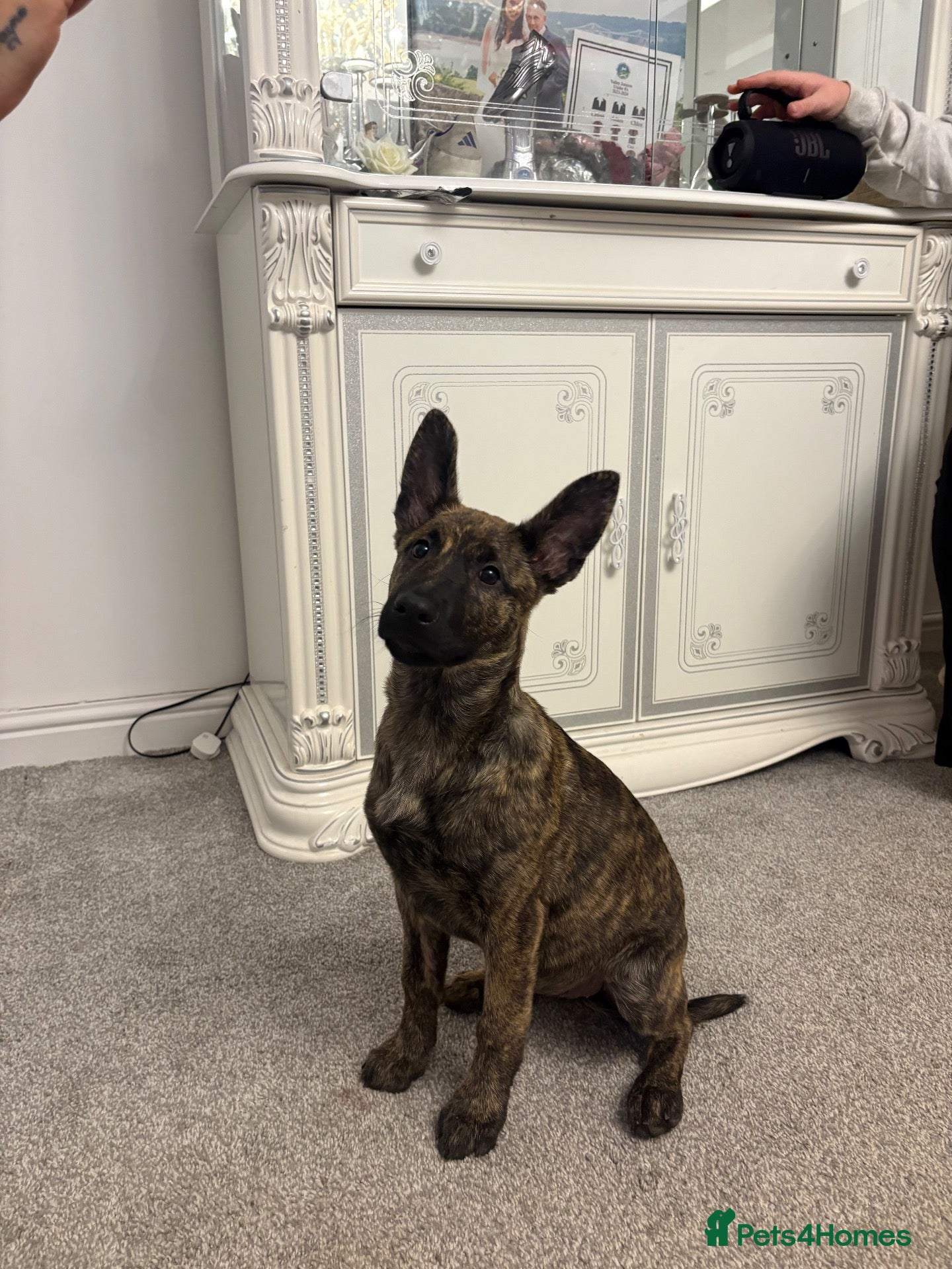 Mixed Breed dogs for sale: Belgian Shepard/ collie - Advert 5