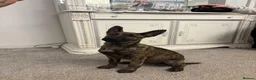 Mixed Breed dogs for sale: Belgian Shepard/ collie in Holyhead - Advert 1