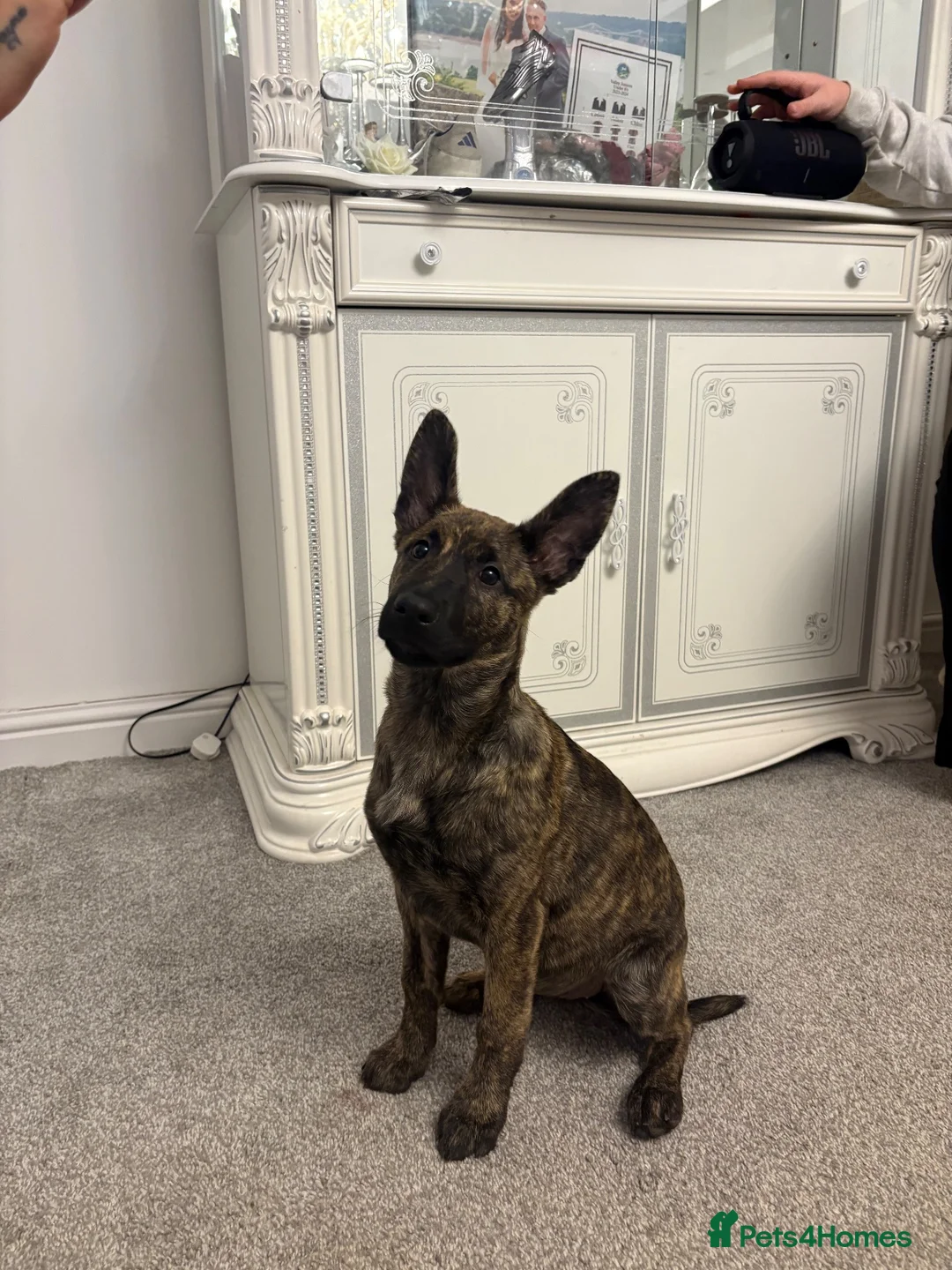 Mixed Breed dogs for sale: Belgian Shepard/ collie in Holyhead - Advert 1