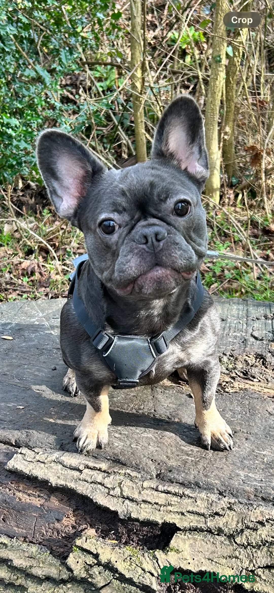 French Bulldog dogs for sale: French bulldog - Advert 1