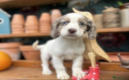 Cocker Spaniel dogs for sale: Cocker spaniel puppies  - Image 6