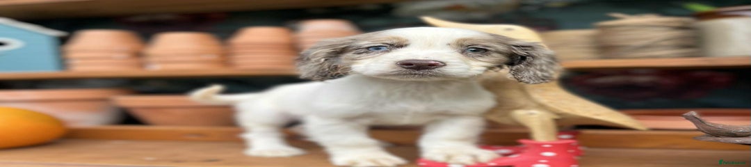 Cocker Spaniel Puppy 4