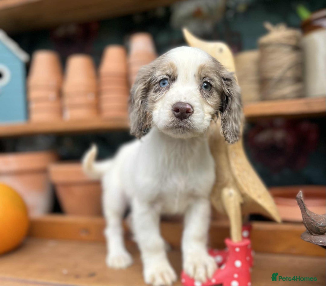 Cocker Spaniel dogs for sale: Cocker spaniel puppies  - Image 6
