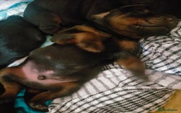 Dobermann dogs for sale: Dobermann puppies - Image 24