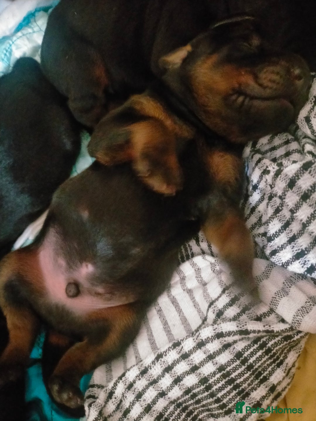 Dobermann dogs for sale: Dobermann puppies - Image 24