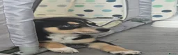 Mixed Breed dogs for sale: Staffie x Husky x Collie Puppies (4 Boys, 1 Girl) in Glasgow - Advert 28