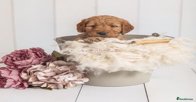 Mini Goldendoodle dogs - Advert 16