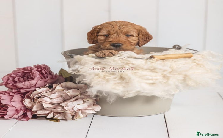 Mini Goldendoodle dogs - Advert 1