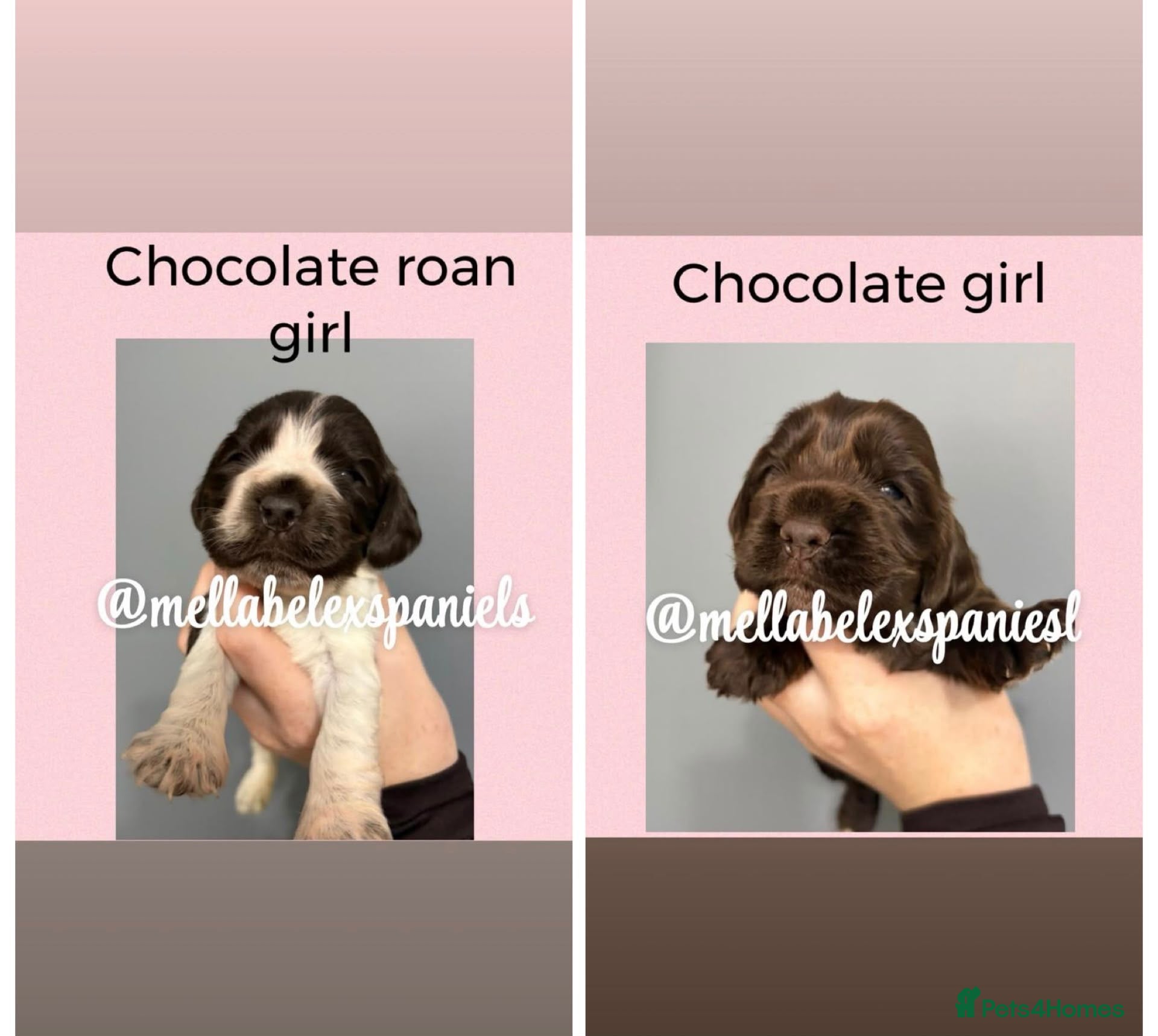 Cocker Spaniel dogs 5* SHOW COCKER SPANIEL PUPS, PARENTS HEALTH TESTED - Advert 15