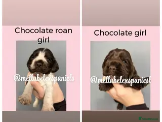 Cocker Spaniel dogs 5* SHOW COCKER SPANIEL PUPS, PARENTS HEALTH TESTED - Advert 15