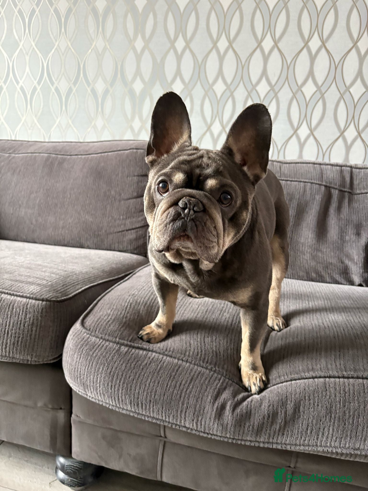 French Bulldog dogs Looking for a forever home for our boy  - Advert 2