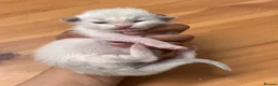 Ragdoll cats for sale: Ragdoll kittens - Advert 4