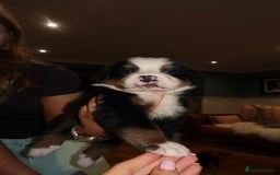 Bernese Mountain Dog dogs for sale: Bernese Mountain Dog Pups  - Image 14