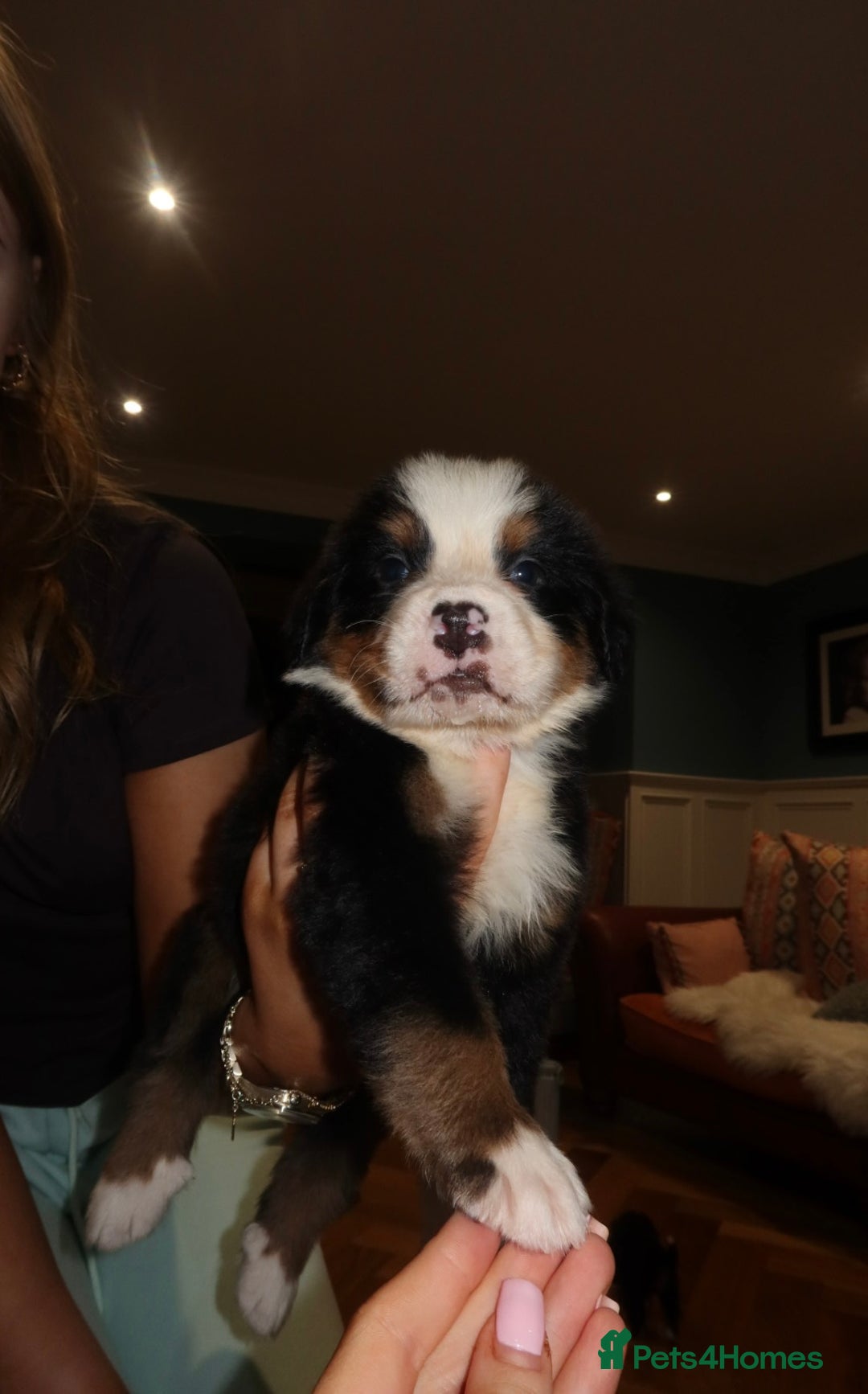Bernese Mountain Dog dogs for sale: Bernese Mountain Dog Pups  - Image 14