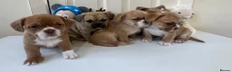 Mixed Breed dogs for sale: Adorable French Bulldog x Shih Tzu Puppies  - Advert 3