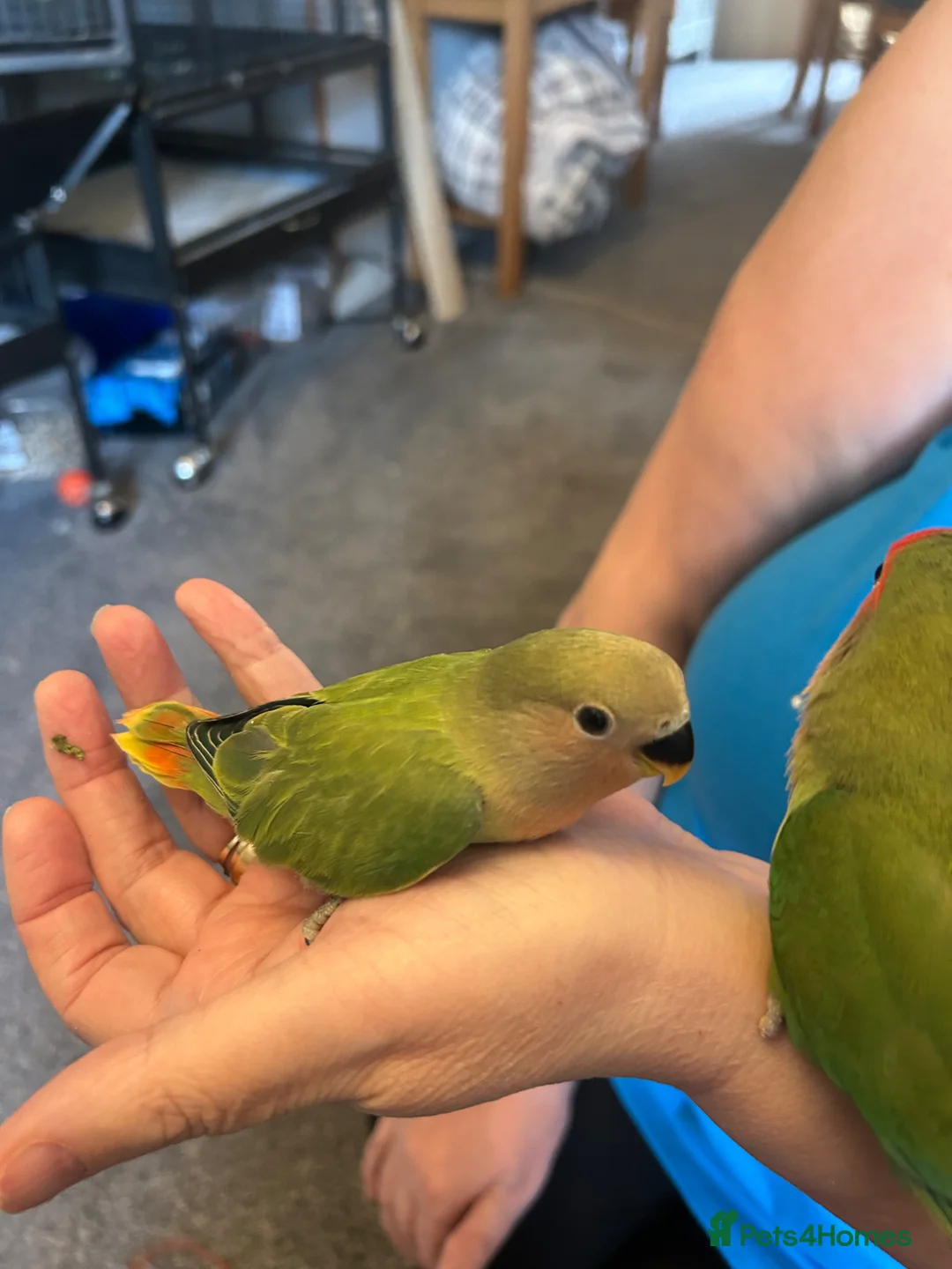 Lovebirds birds for sale: Hand tame baby lovebird  - Advert 6