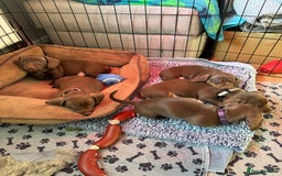 Miniature Dachshund dogs for sale: Stunning KC Reg chocolate/tan Dachshund puppies - Image 3