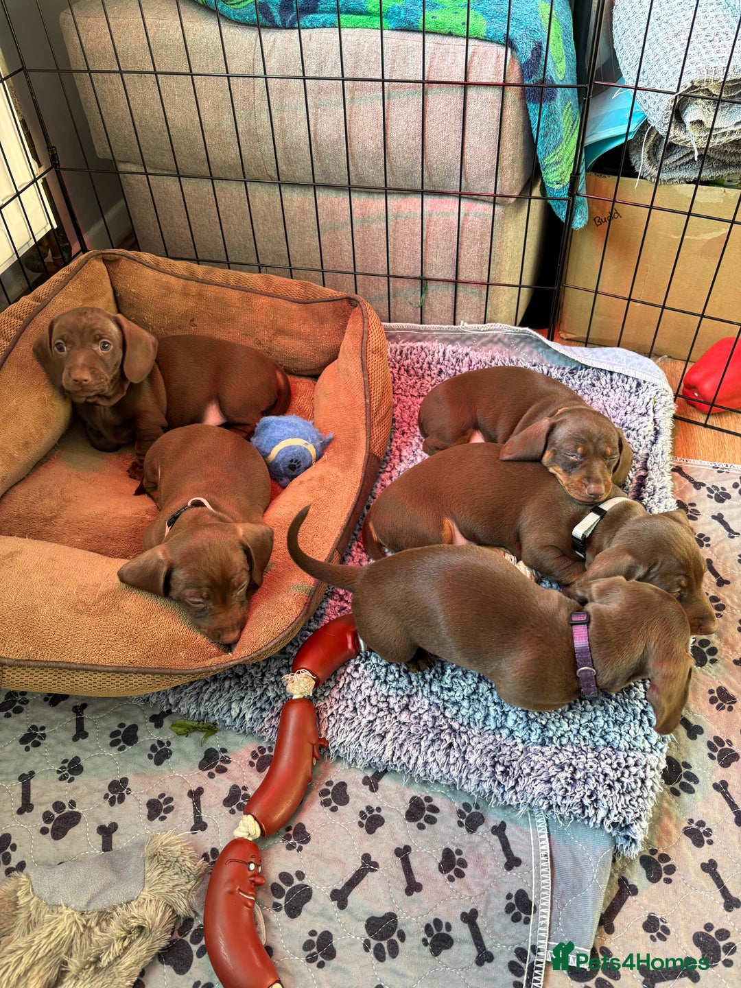 Miniature Dachshund dogs for sale: Stunning KC Reg chocolate/tan Dachshund puppies - Image 3