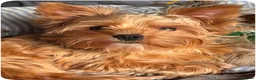 Yorkshire Terrier dogs for stud: Gorgeous Health test Ocean Pearl Yorkshire Terrier - Advert 3