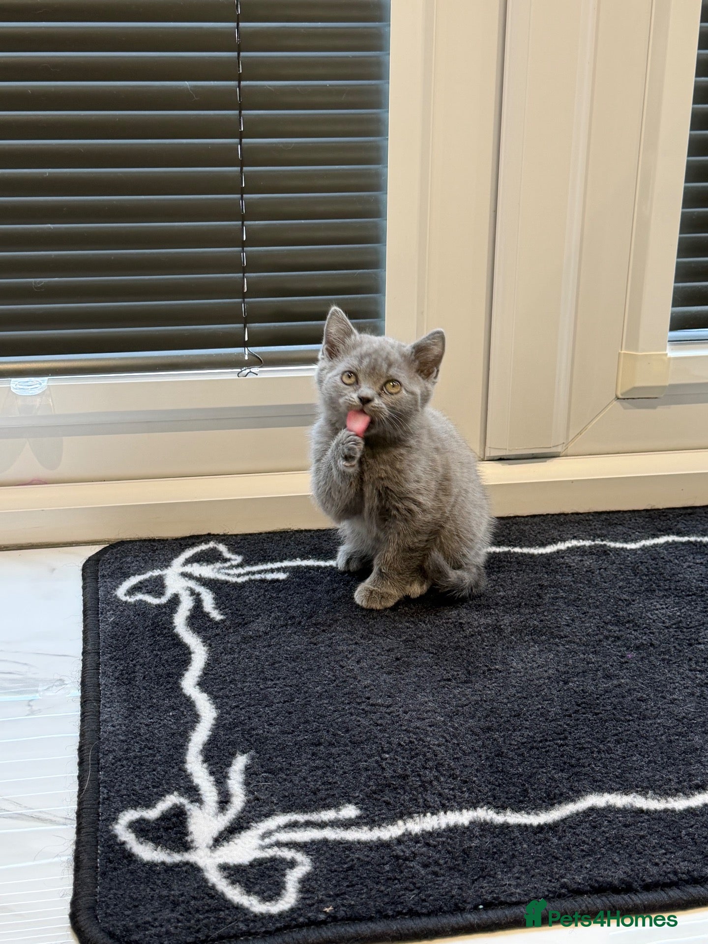 British Shorthair cats Available now British shorthair scotish fold  - Advert 16