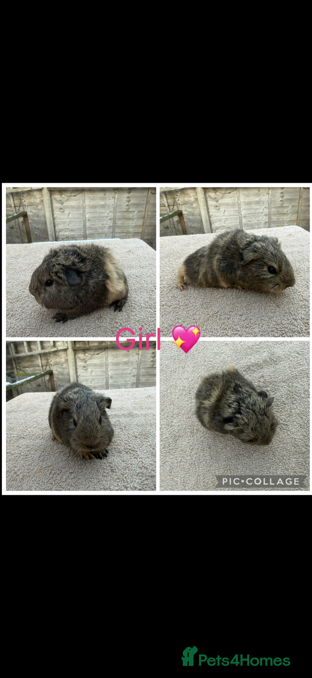 Guinea Pig rodents for sale: Male & Female Guinea pigs 👀 for new laps 🥰 - Advert 17