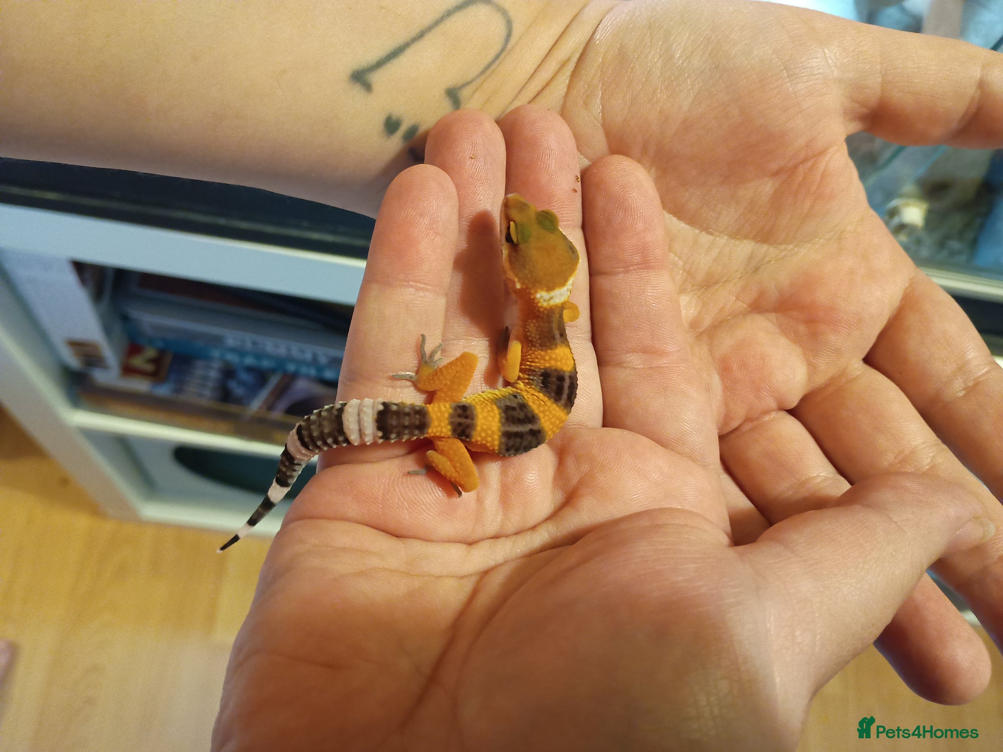 Leopard Gecko reptiles Leopard gecko - Advert 14