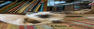 Ragdoll 2