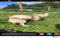 Chihuahua dogs for sale: Long haired chihuahua  - Image 4