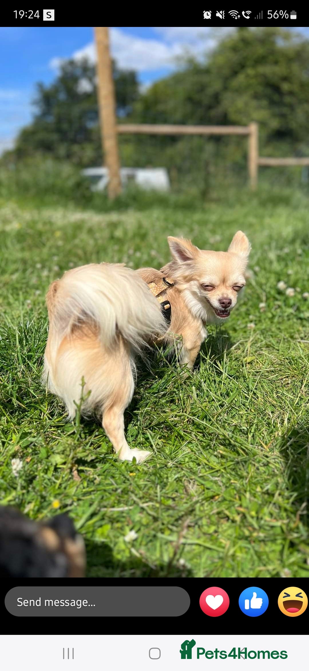 Chihuahua dogs for sale: Long haired chihuahua  - Image 4