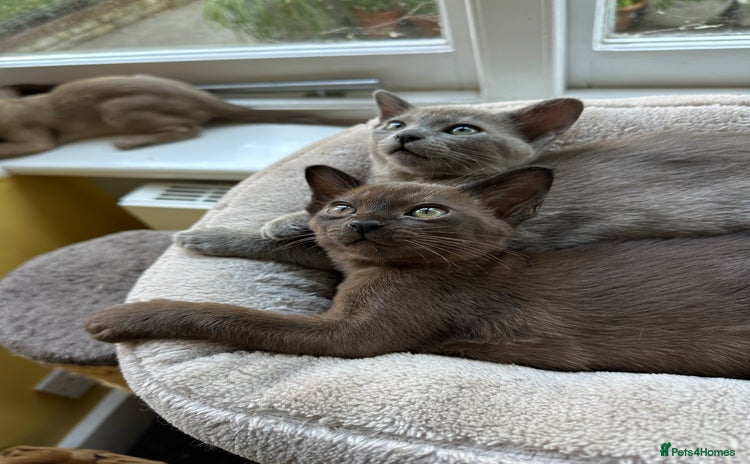 Burmese cats - Advert 4