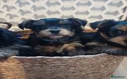 Yorkshire Terrier dogs for sale: Gorgeous puppies❤️❤️🩵🩵 - Advert 12