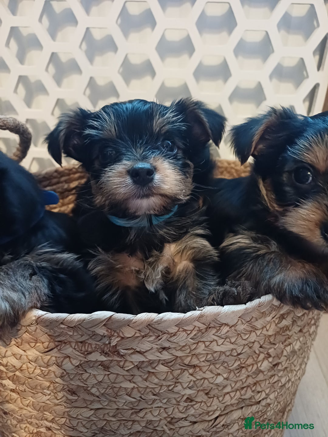 Yorkshire Terrier dogs for sale: Gorgeous puppies❤️❤️🩵🩵 - Advert 12