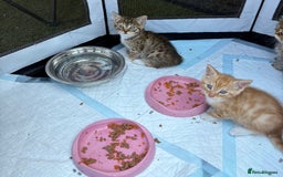 British Shorthair cats for sale: Adorable Kittens! - Image 20