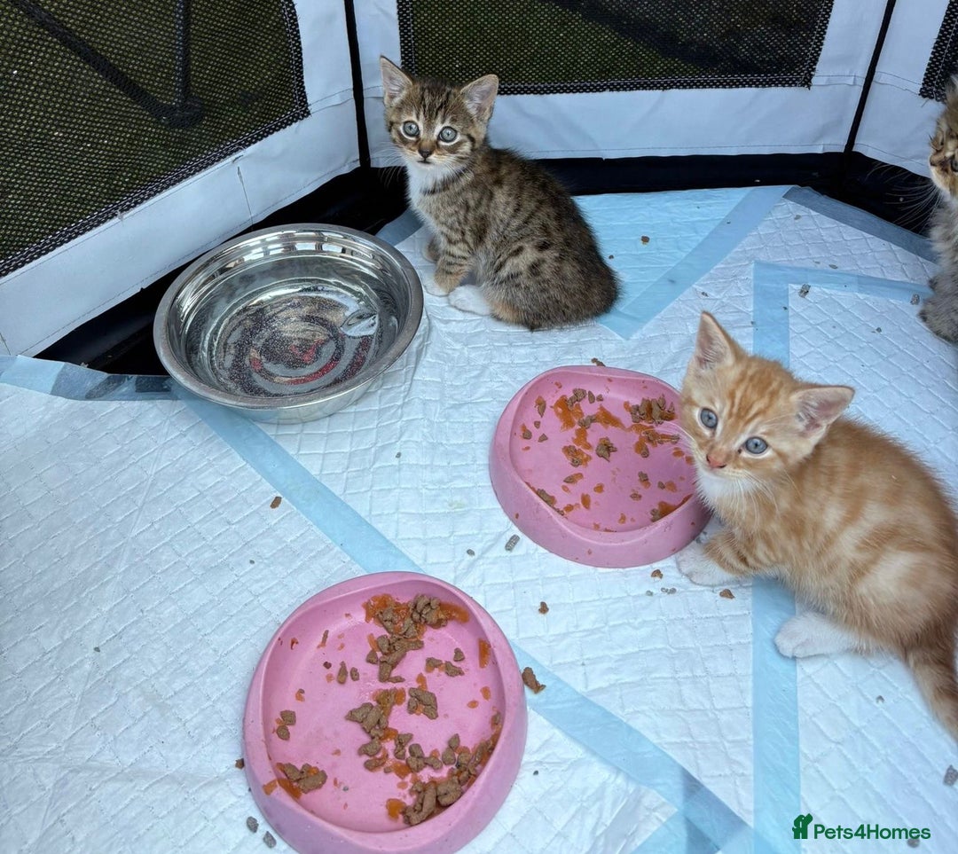 British Shorthair cats for sale: Adorable Kittens! - Image 20