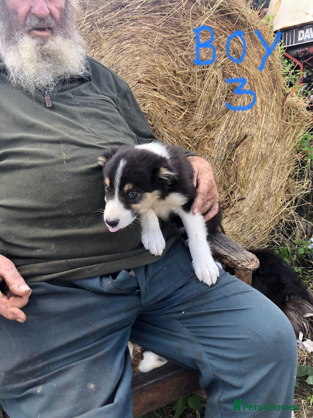 Border Collie dogs for sale: Traditional rough coated Border collie pups - Image 13